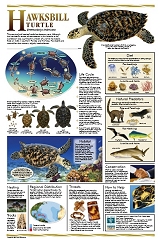 TNhawksbill-poster